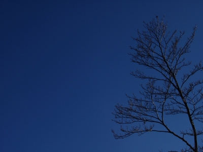 Baum auf Blau