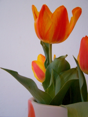 tulpe I