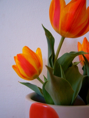 tulpe II