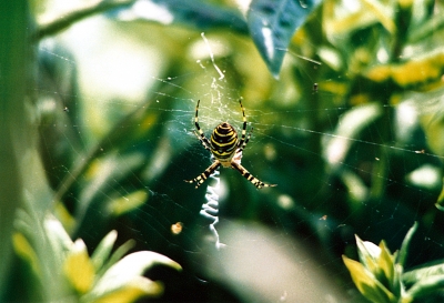 Wespenspinne im Netz