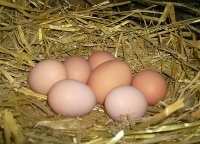 Eier zu Ostern