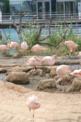 L`Oceanografic Flamingos