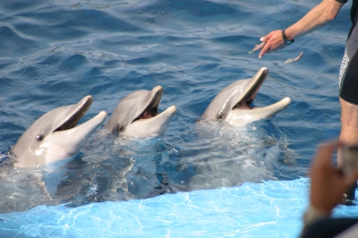 Delphine L`Oceanografic Valencia