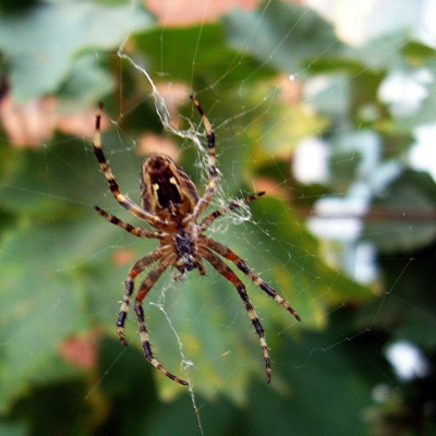 Spinne im Weinstock