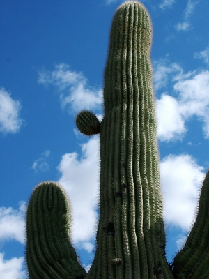 Kaktus5
