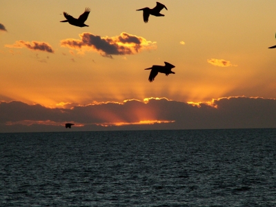 Sonnenuntergang mit Pelikanen