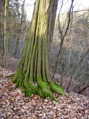 alter Baum mit grünem Fuß