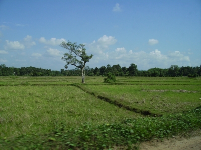 Reisfeld Sri Lanka