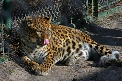 Leopard mit "Taschentuch"