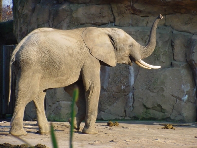 trompetender Elefant