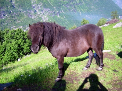 Ein Pony in den Bergen von Geiranger