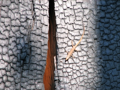 Eidechse auf verkohltem Baum