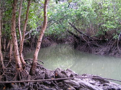Mangroven 1