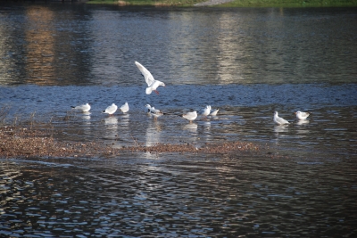 Möven im Fluss