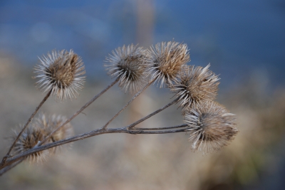 Distel aus dem letzten Jahr