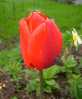 Eine rote Tulpe