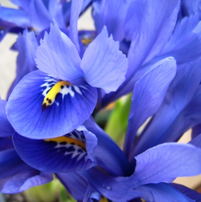 Blaue Irisblüten