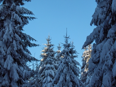 Schöner Winterwald
