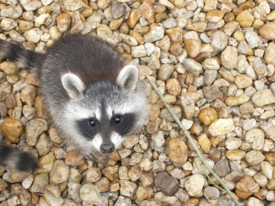 Waschbär