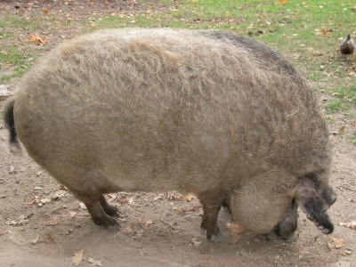 Wollhaarschwein