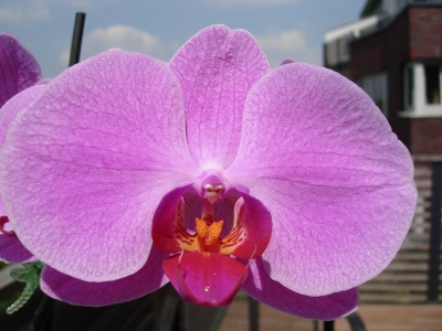 Orchidee01