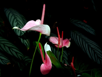 Flamingo-Blühte