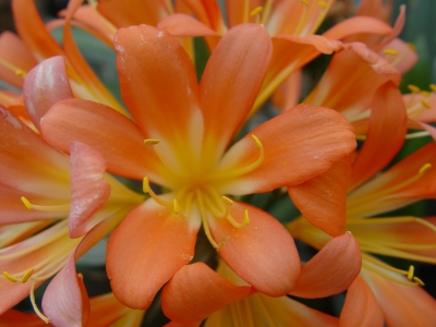 Clivia miniata Regel