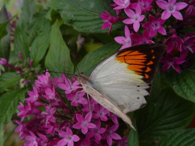 Tropische Schmetterlinge - Botanischer Garten München