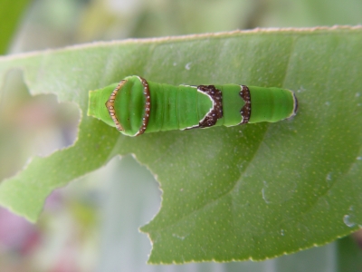 Schmetterlingslarve eines Schwalbenschwanz'