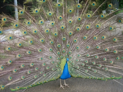 Pfau