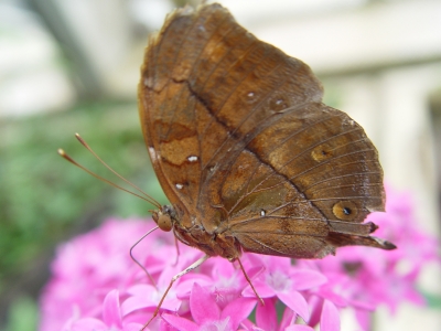 Schmetterling