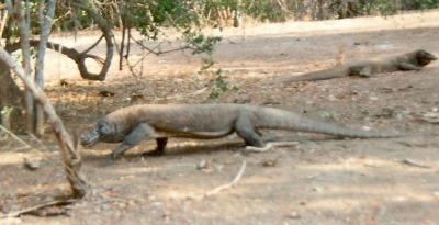 Komodo Warane