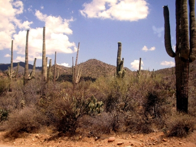 Organ Pipe Nat. Park