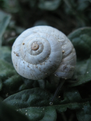 Schnecke