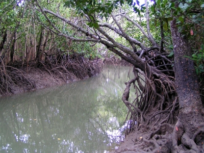 Mangroven 2