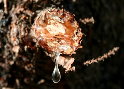 ein tropfen harz