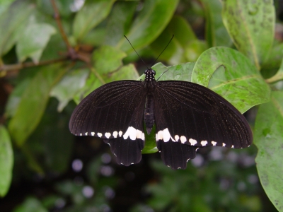 Schmetterling