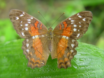 Schmetterling