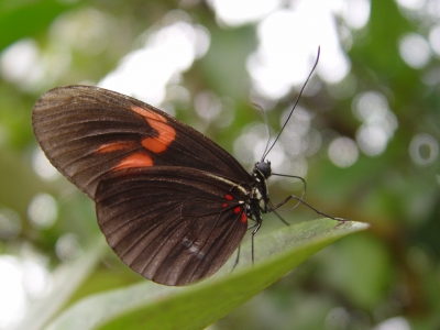 Schmetterling