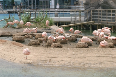 Flamingos L`Oceanografic Valencia