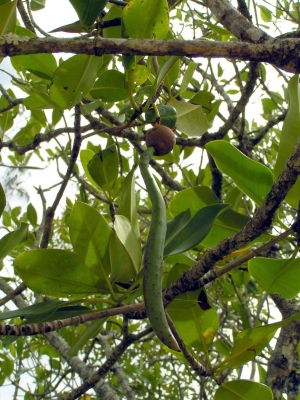 Mangroven 3