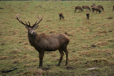 Rotwild im Wildgehege Putbus