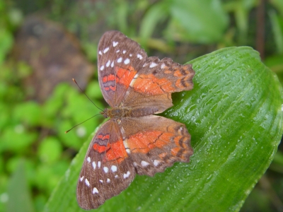 Scjmetterling