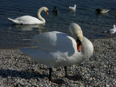 Schwan am Genfer See