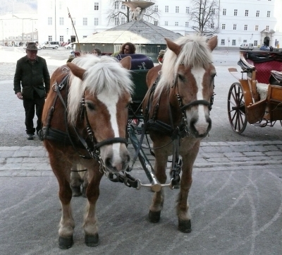 Fiaker-Pferde in Salzburg