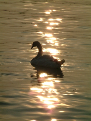 "Ach du dicker Schwan!"