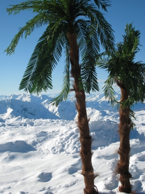 Alpen vom Weisshorn mit Palmen