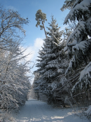 Wald mit frischem Schnee