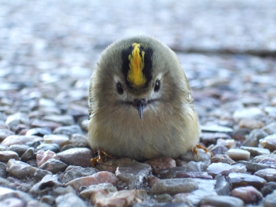 Wintergoldhähnchen