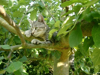 Gut getarnte Katze im Baum